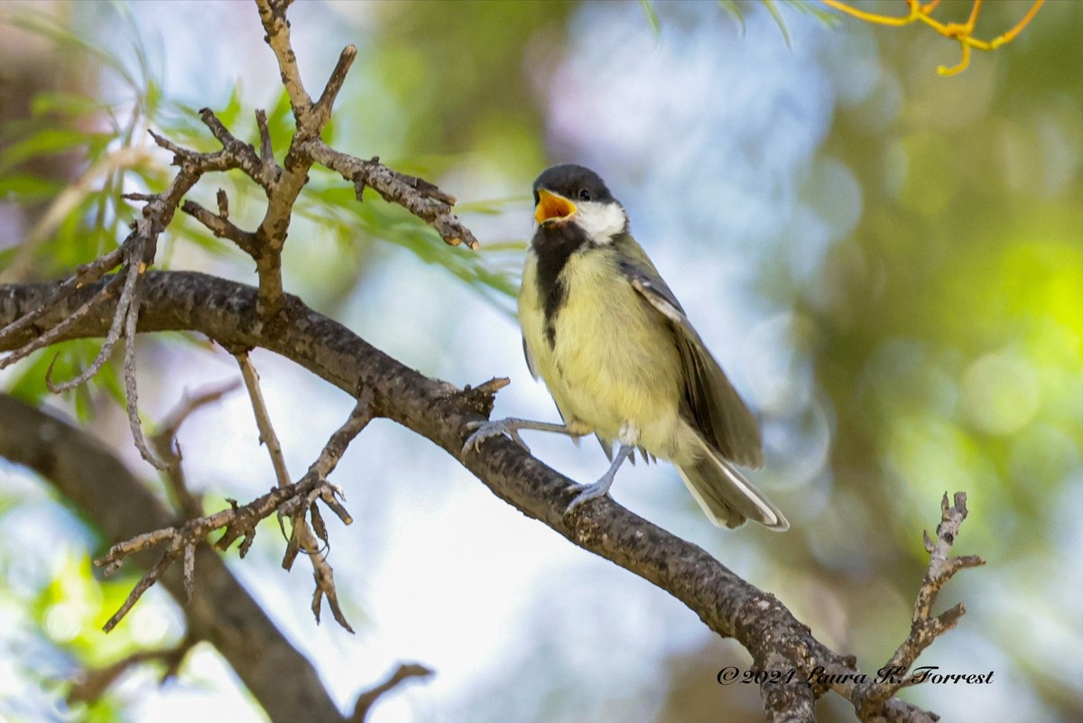 Great Tit - Laura Forrest