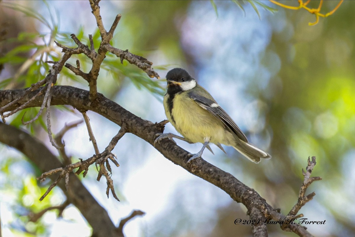 Great Tit - Laura Forrest