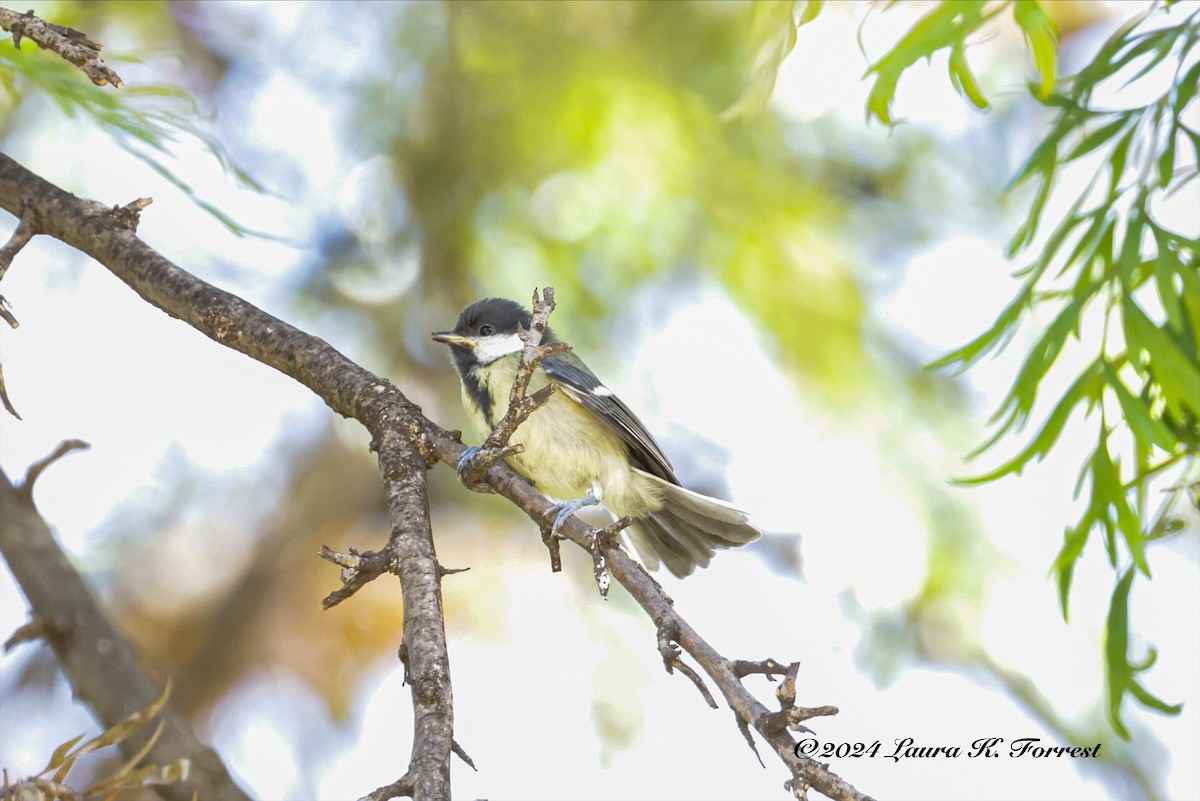 Great Tit - Laura Forrest