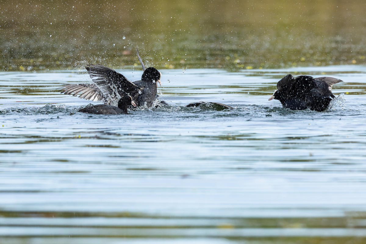 Eurasian Coot - Gabi Uhrova