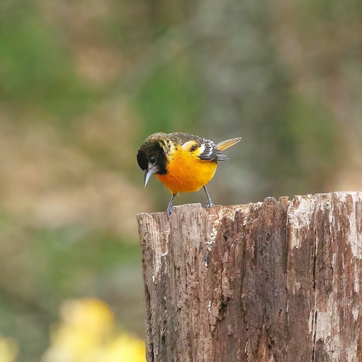 Baltimore Oriole - Jamie Kennard