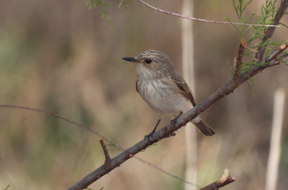 Spotted Flycatcher - Martín  Rey Pellitero