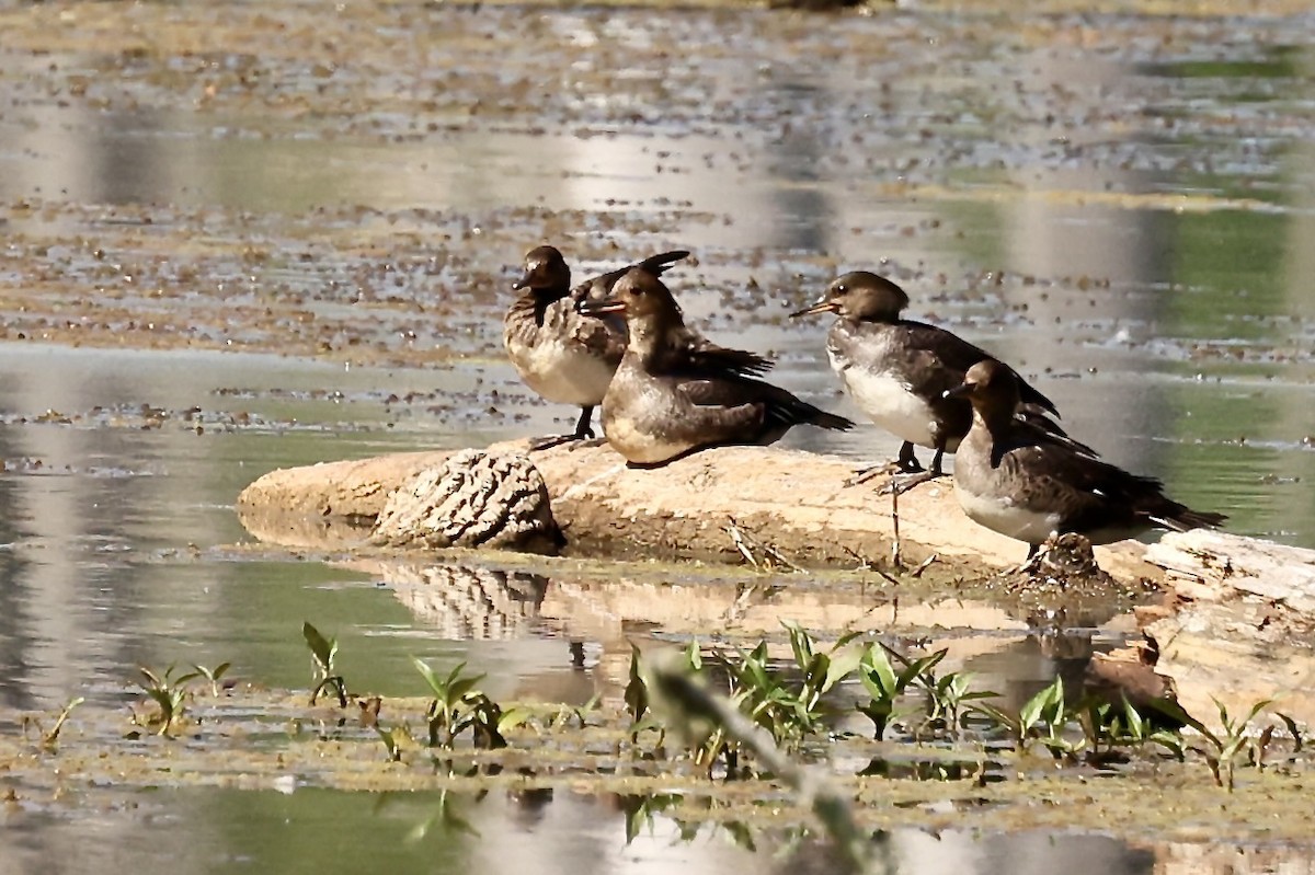 Hooded Merganser - Karen Barlow