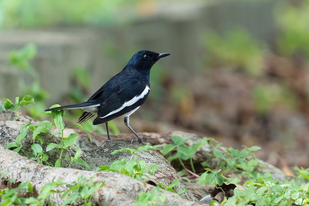 Oriental Magpie-Robin - You-Sheng Lin