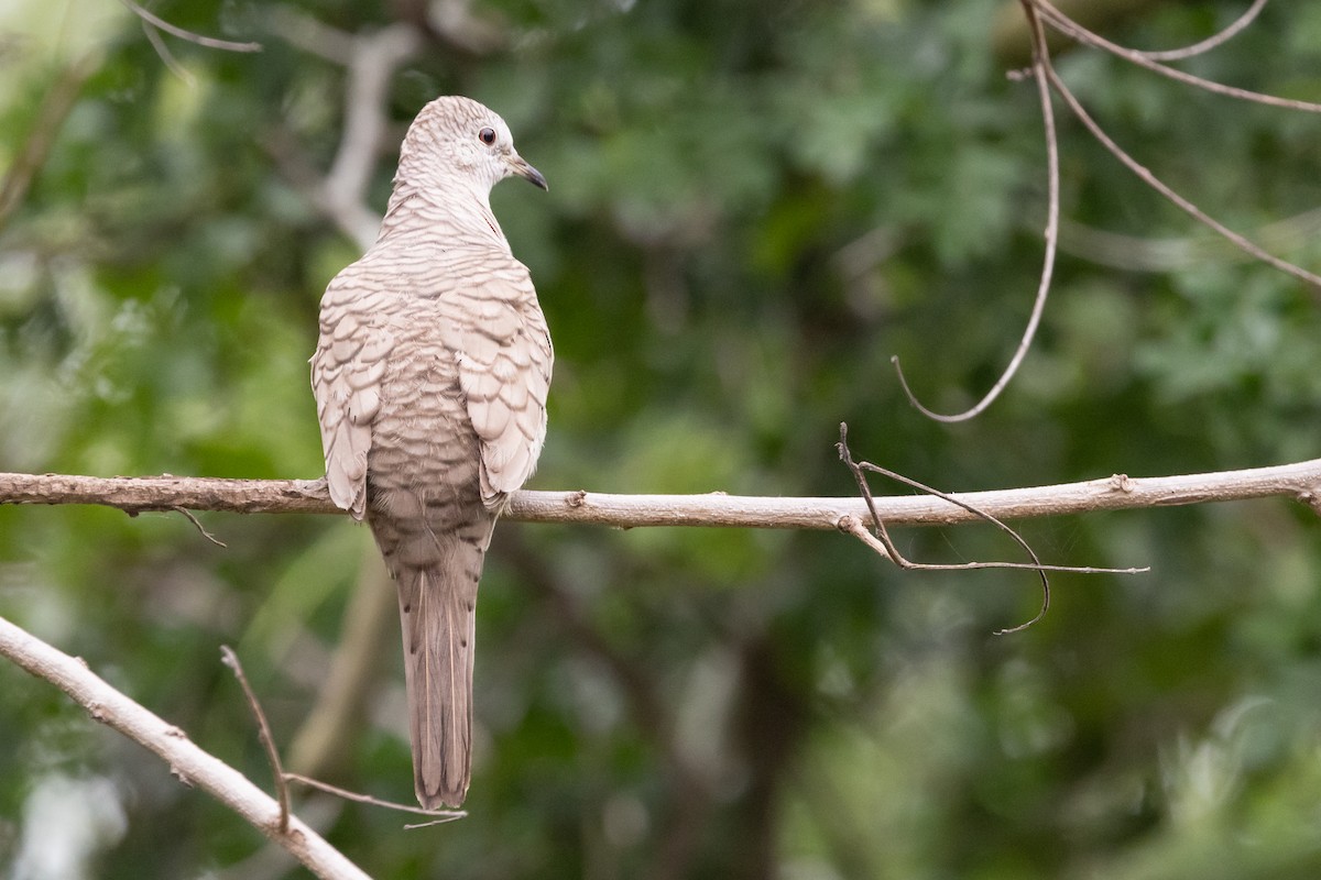 Inca Dove - Dan Ellison