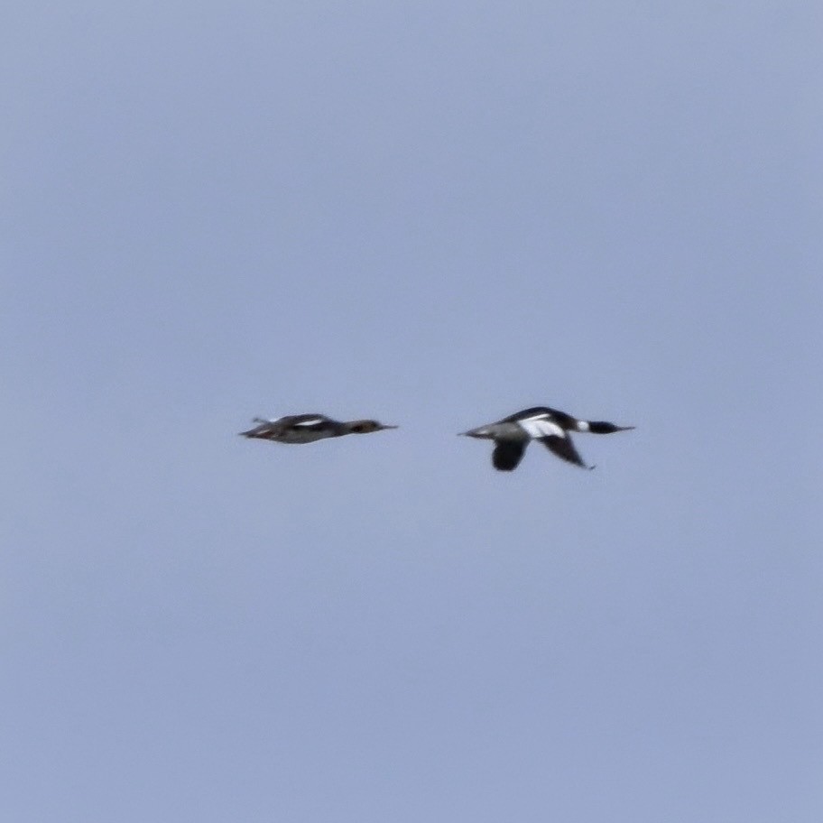 Red-breasted Merganser - ML618212459