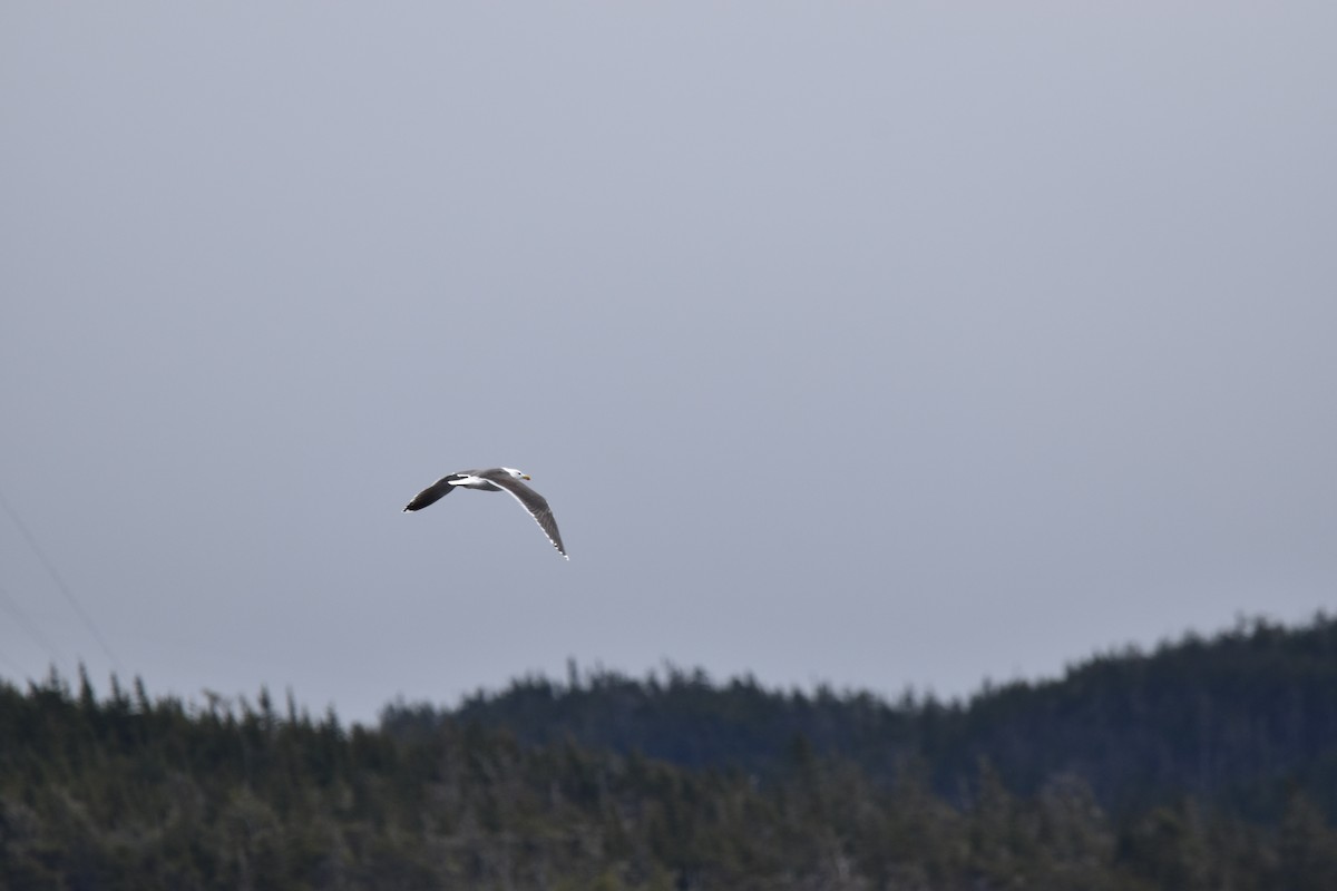 Great Black-backed Gull - Jennifer Halter