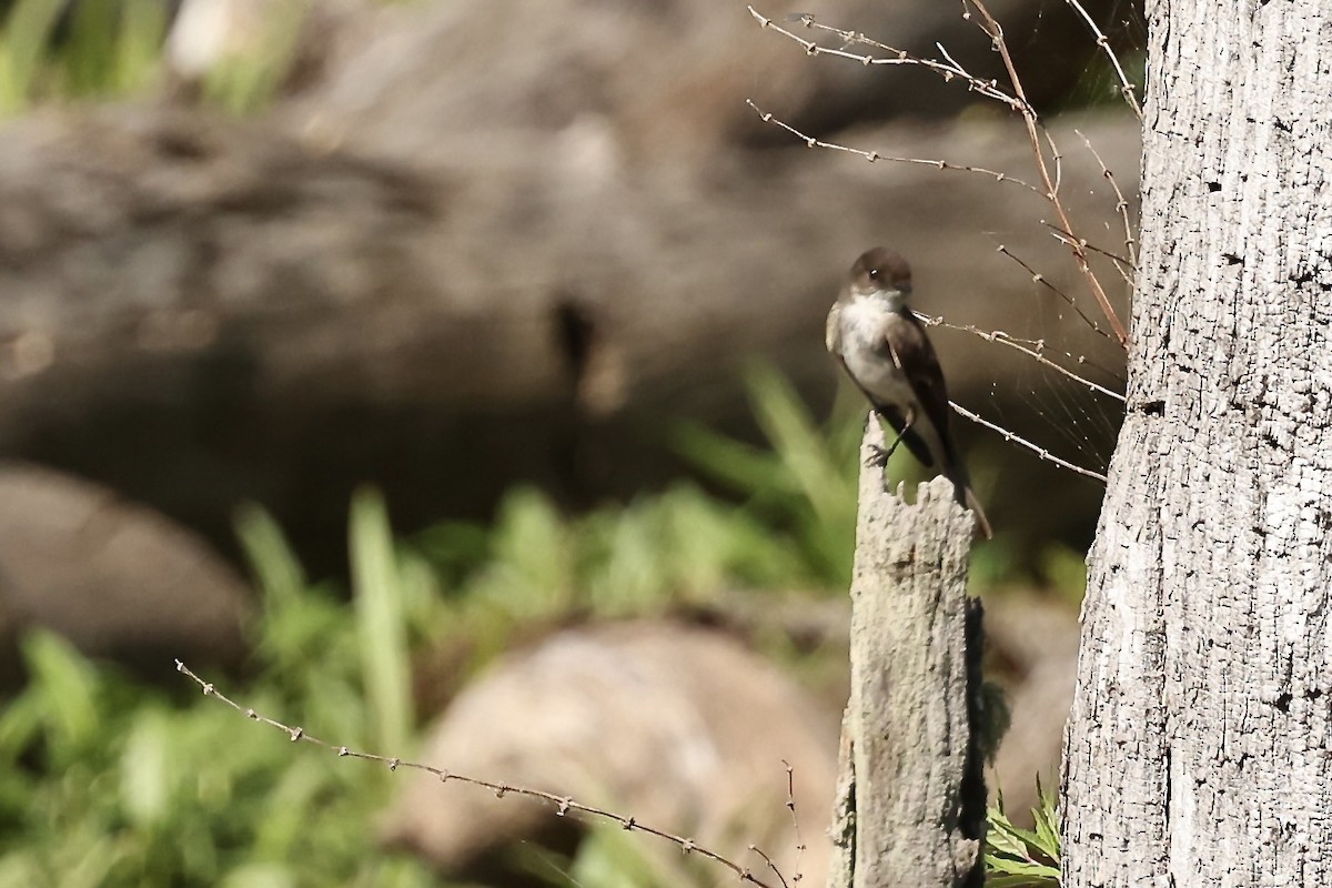 Eastern Phoebe - Karen Barlow