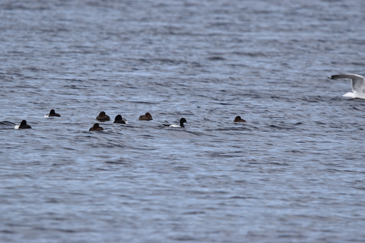Greater Scaup - ML618212477