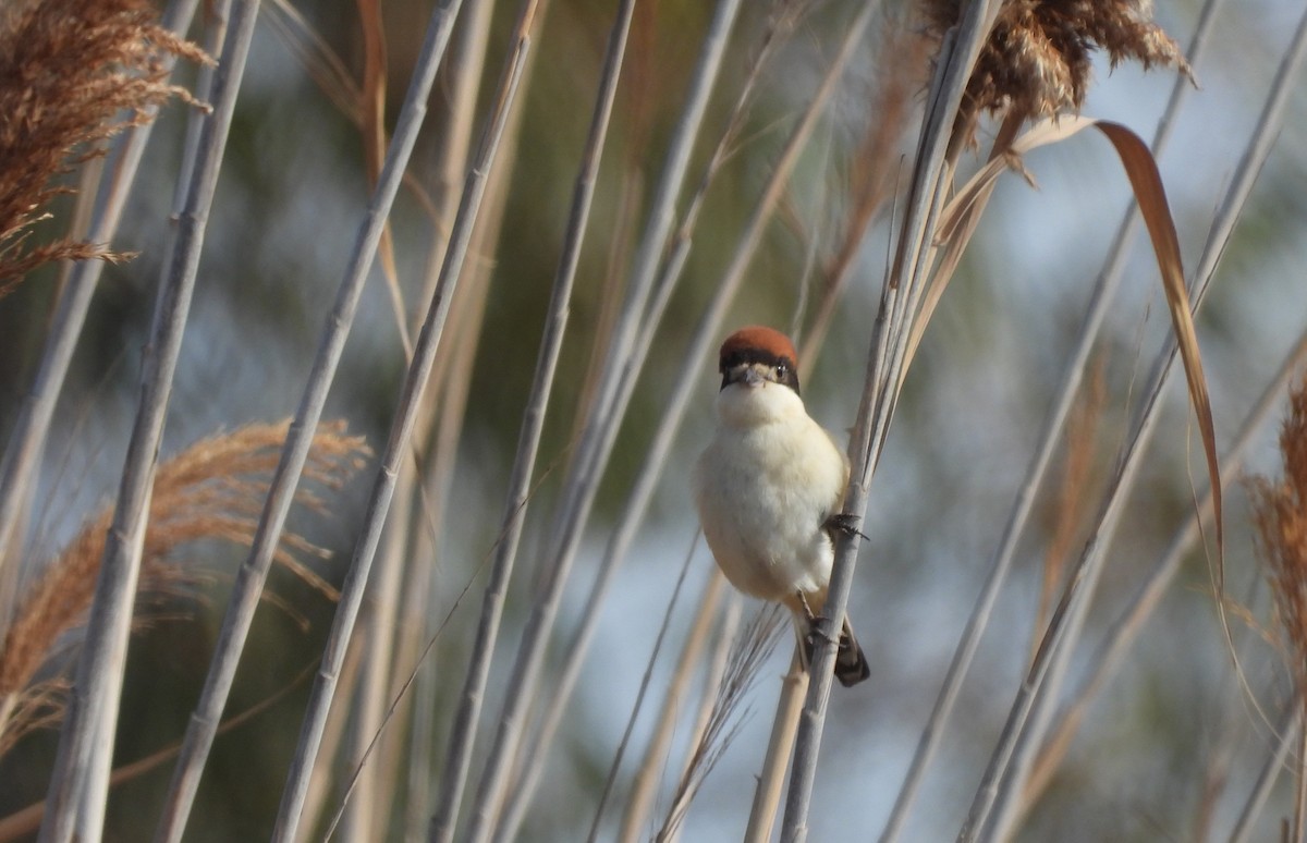 Woodchat Shrike - Martín  Rey Pellitero