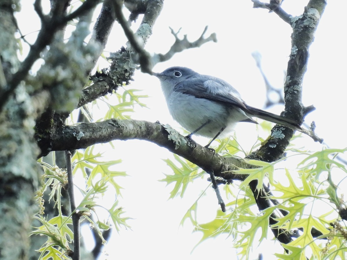 Blue-gray Gnatcatcher - Cynthia Nickerson