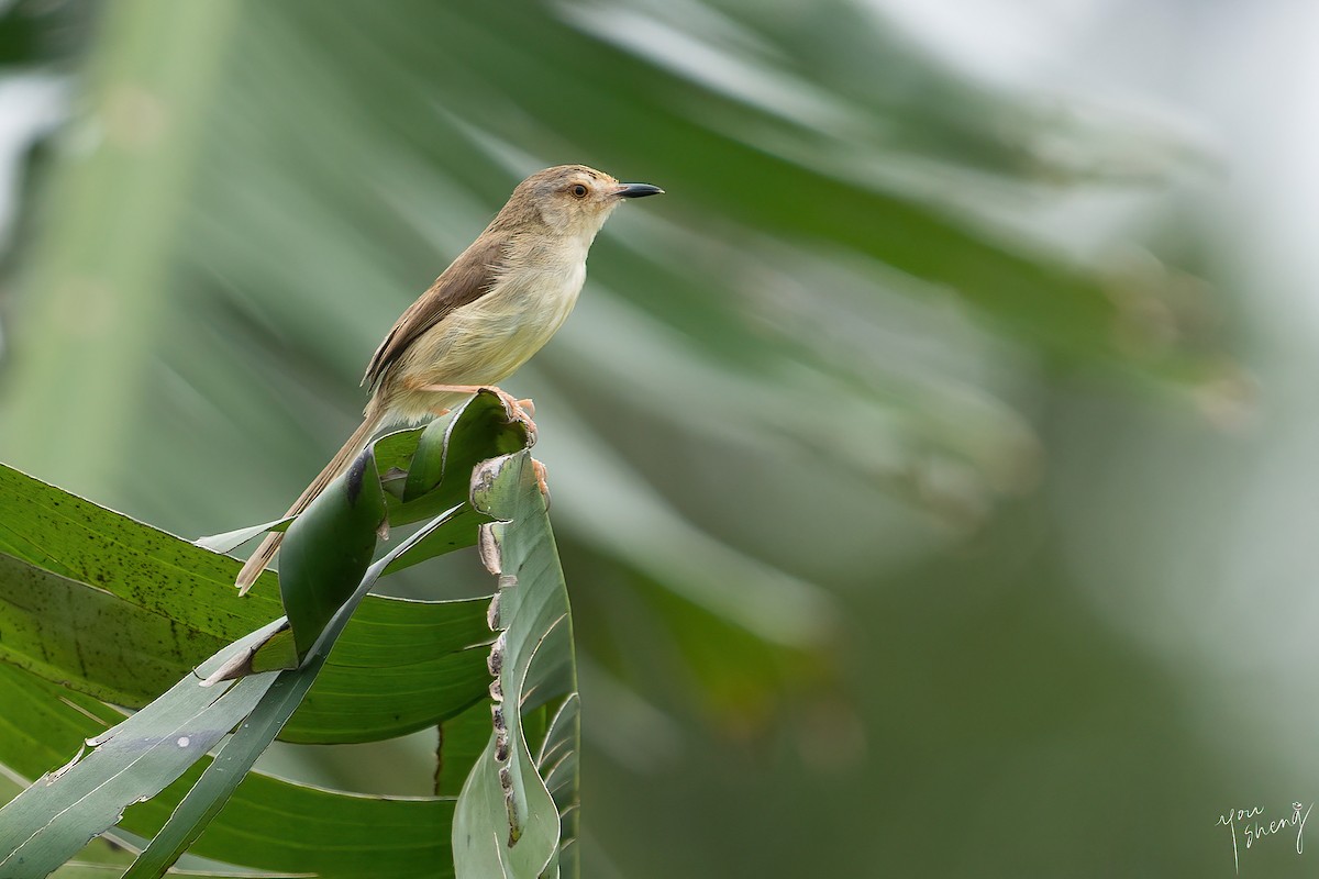 Plain Prinia - You-Sheng Lin