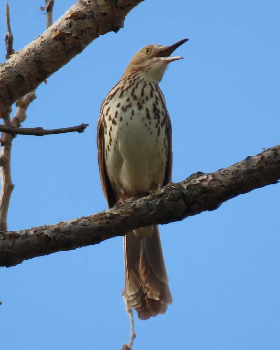 Brown Thrasher - Roger Beuck