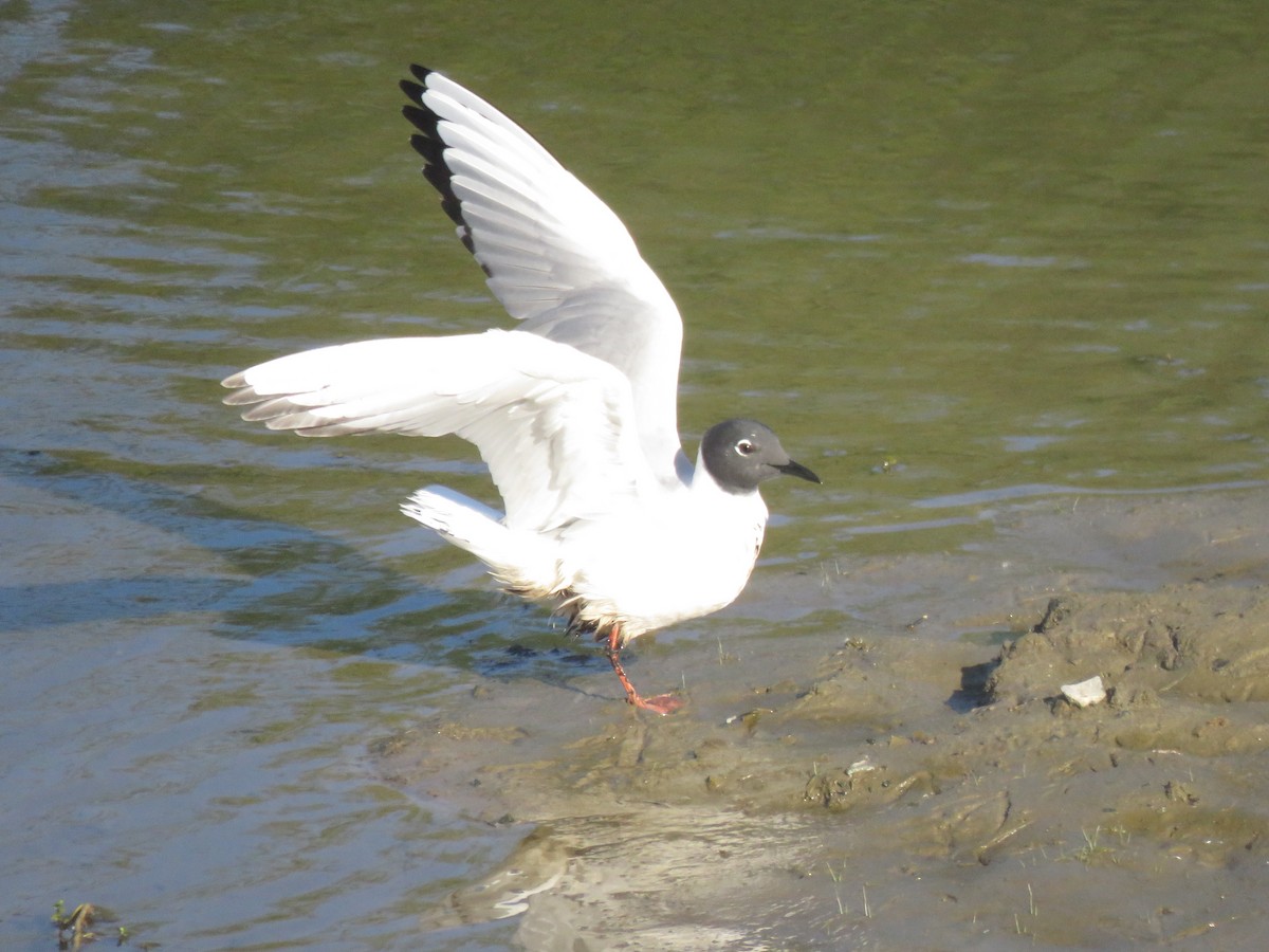 Bonaparte's Gull - Calvin Hardcastle