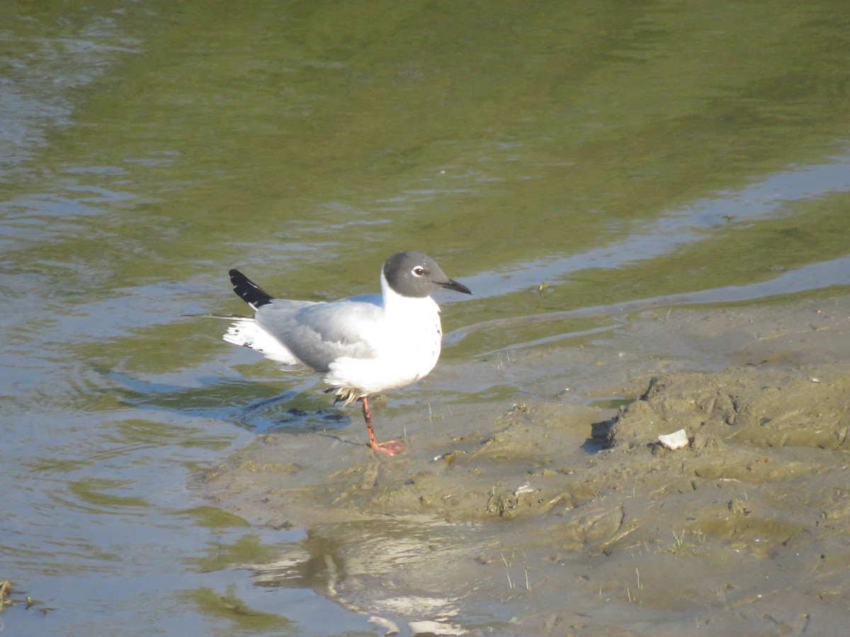 Bonaparte's Gull - Calvin Hardcastle