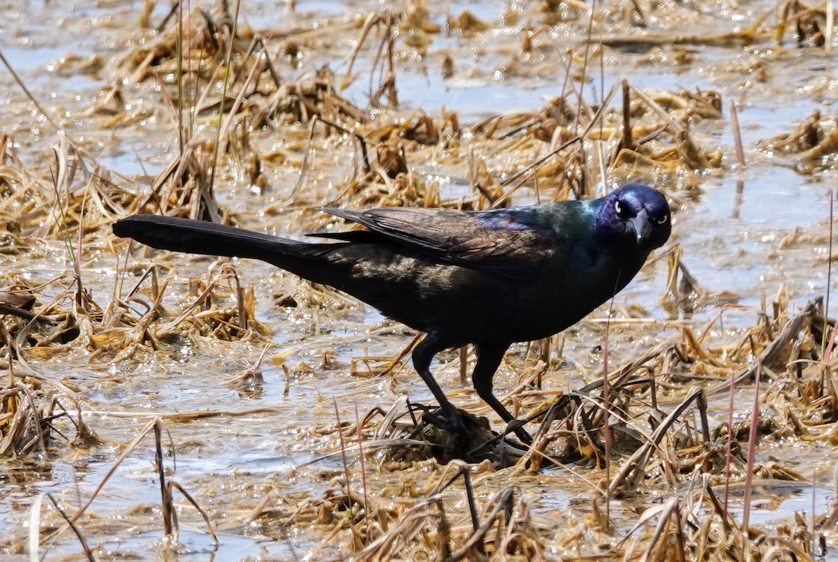 Common Grackle - Celeste Echlin