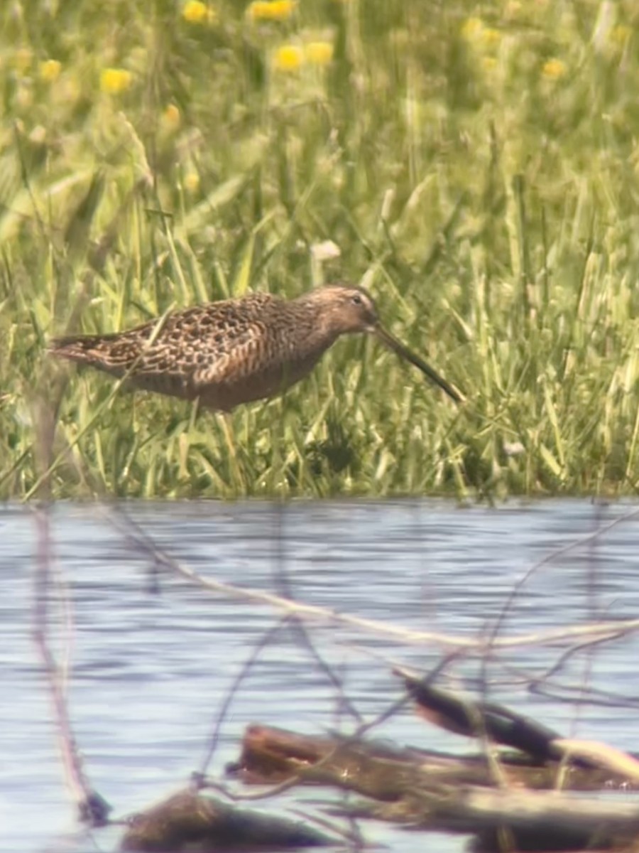 Long-billed Dowitcher - ML618212539