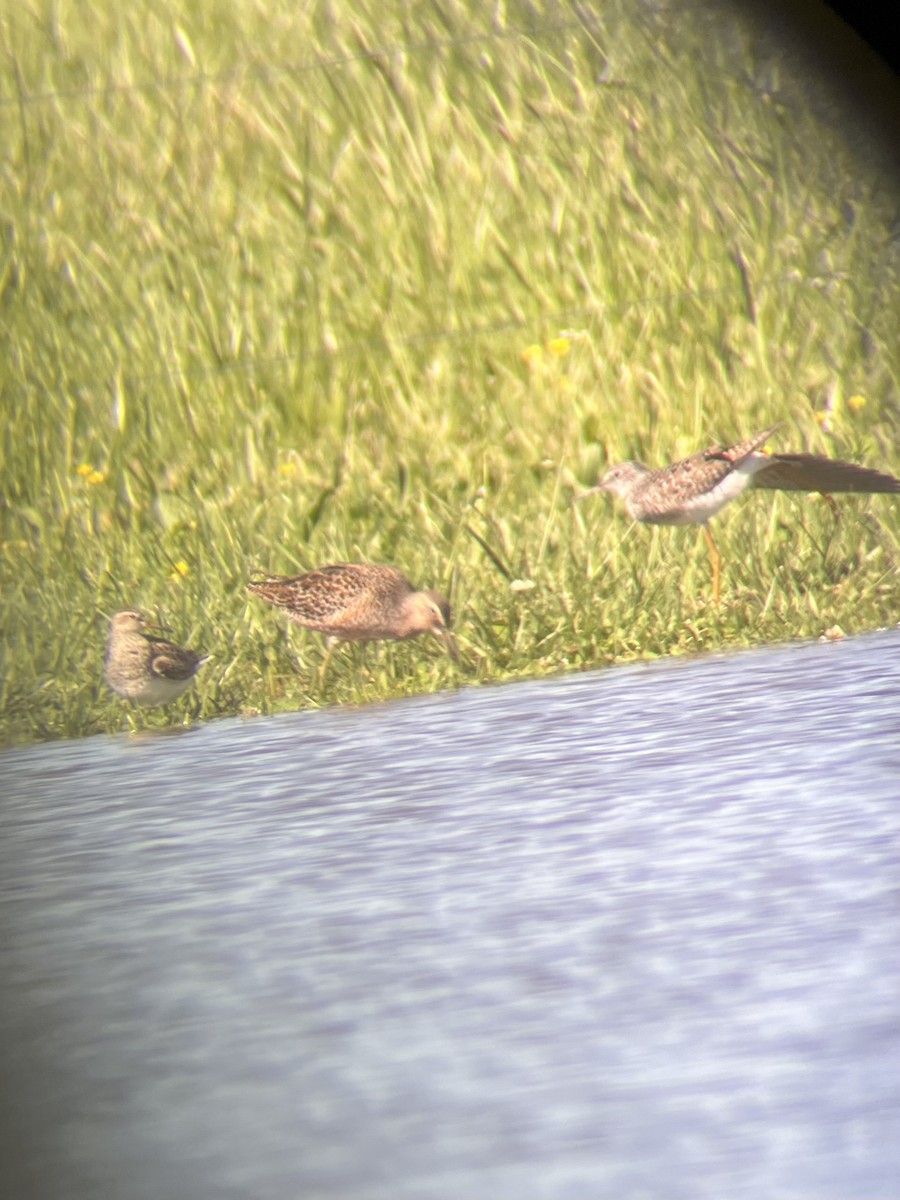 Long-billed Dowitcher - Darby Nugent