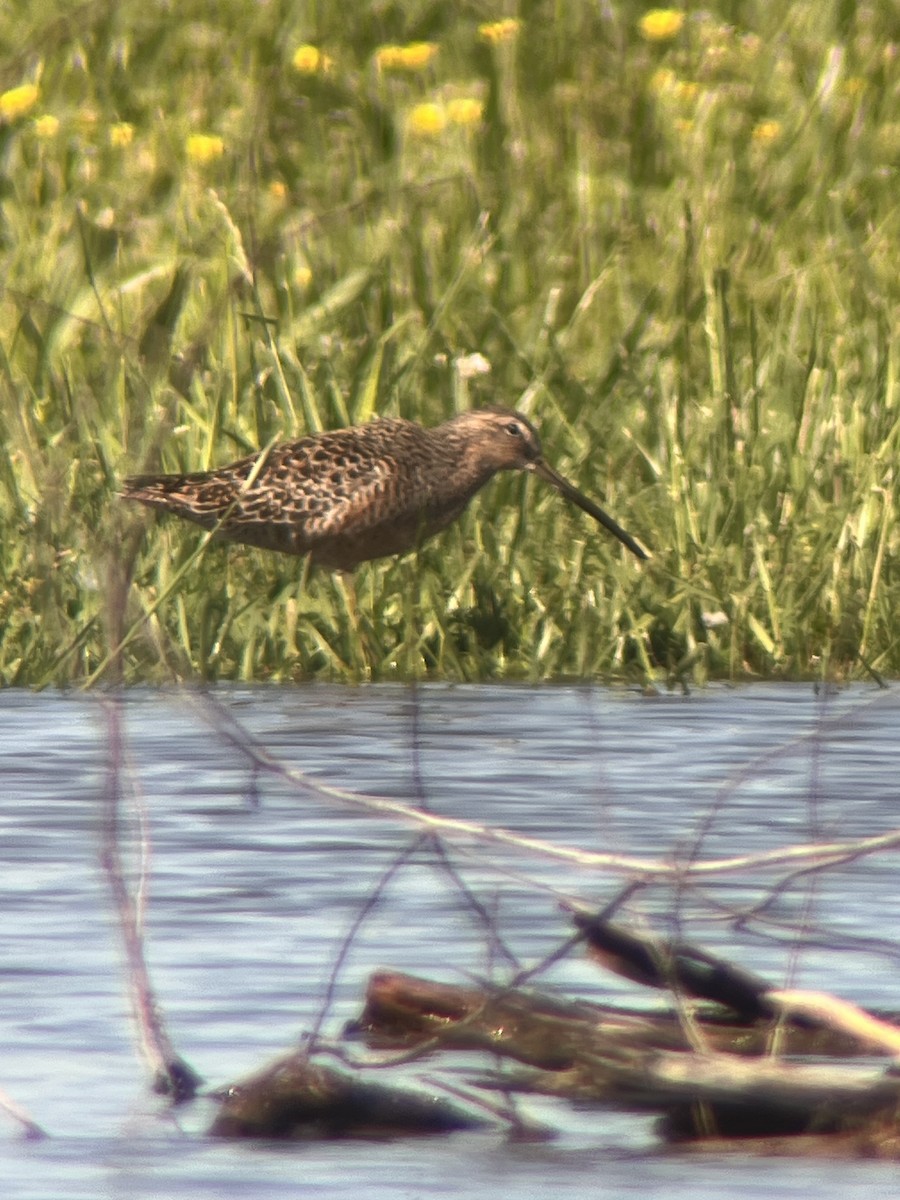 Long-billed Dowitcher - ML618212545