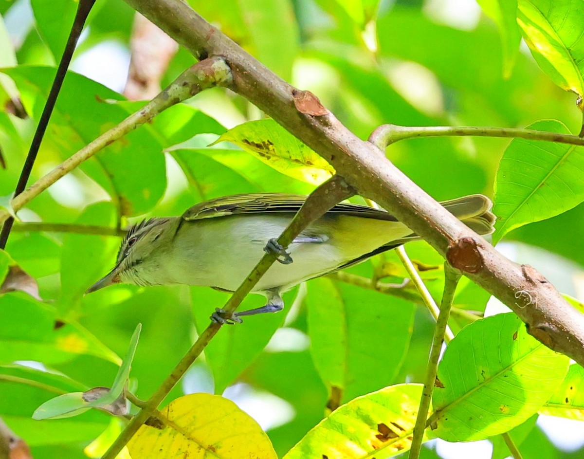 Black-whiskered Vireo - Maciej  Kotlarski