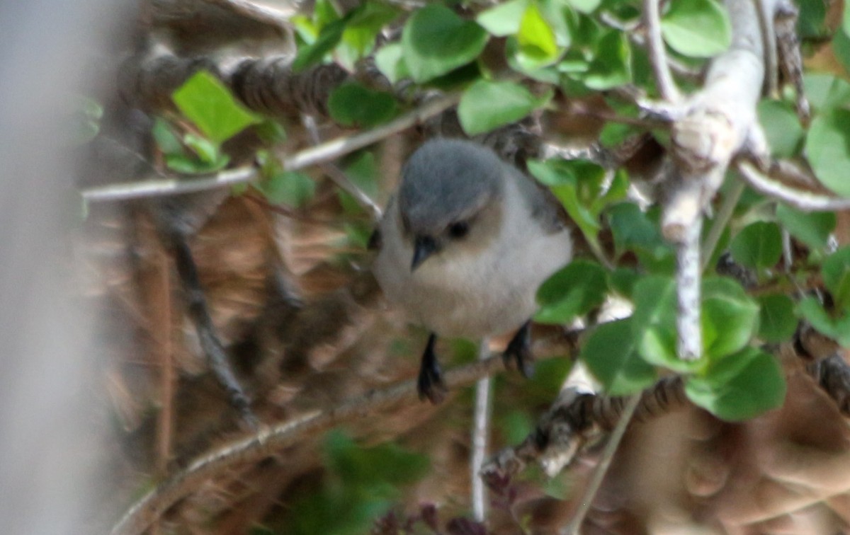 Bushtit - Cory  Norris