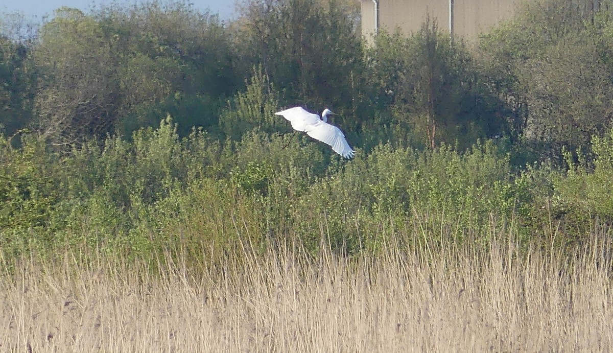 Great Egret - Peter Nason