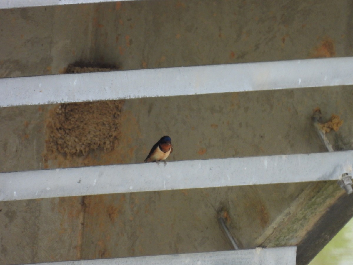 Barn Swallow - Cynthia Nickerson