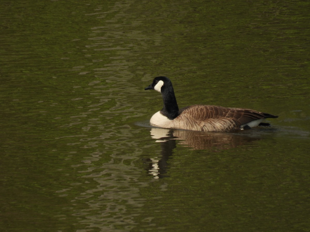 Canada Goose - Cynthia Nickerson