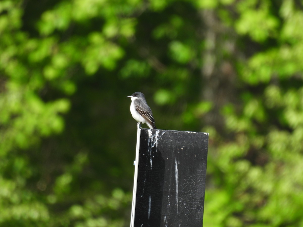 Eastern Kingbird - Cynthia Nickerson