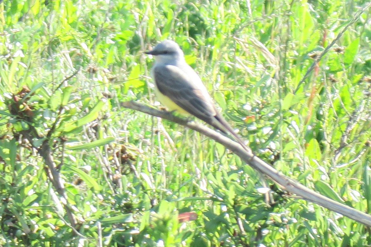 Western Kingbird - Douglas Brown