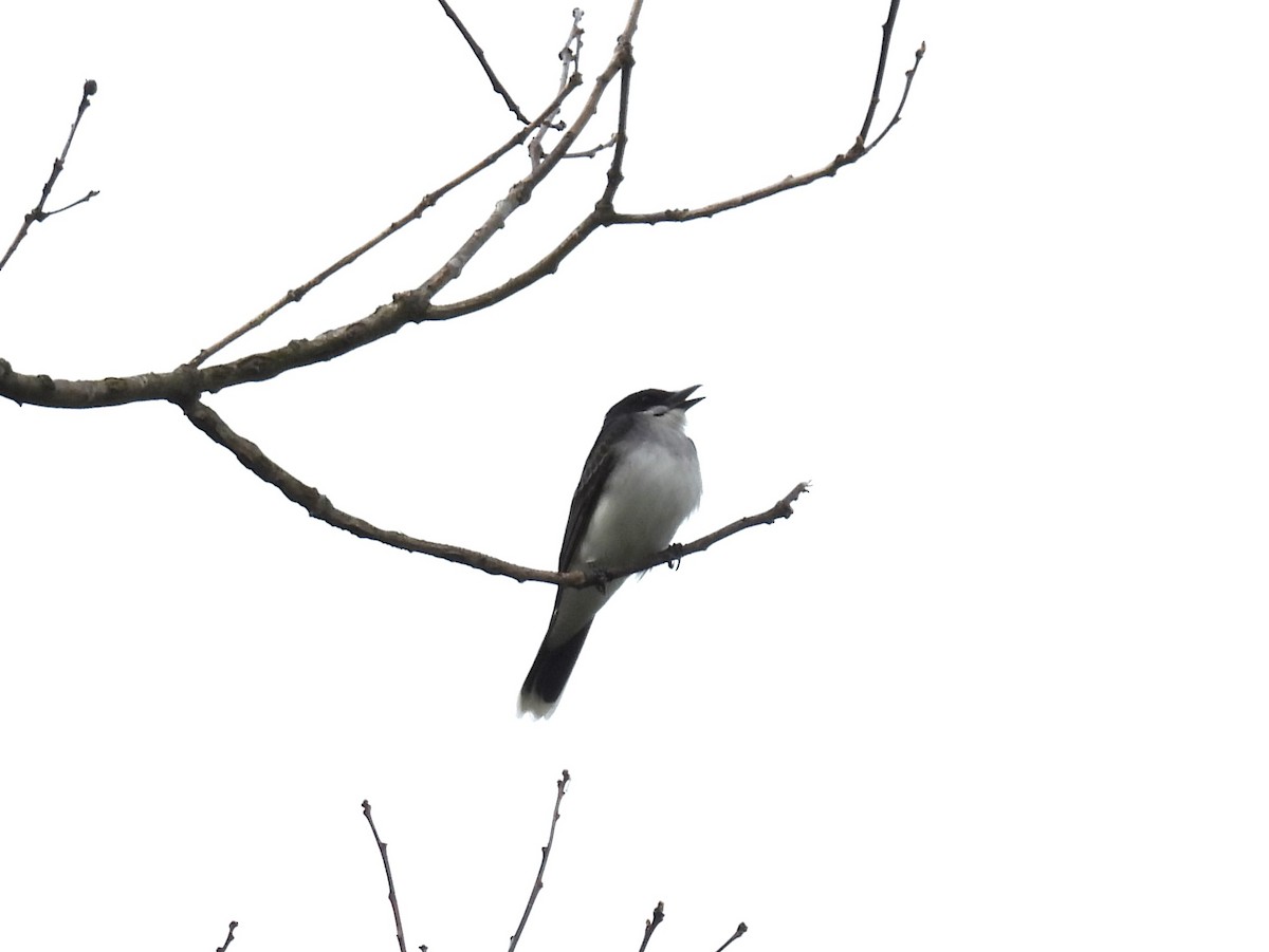 Eastern Kingbird - Cynthia Nickerson