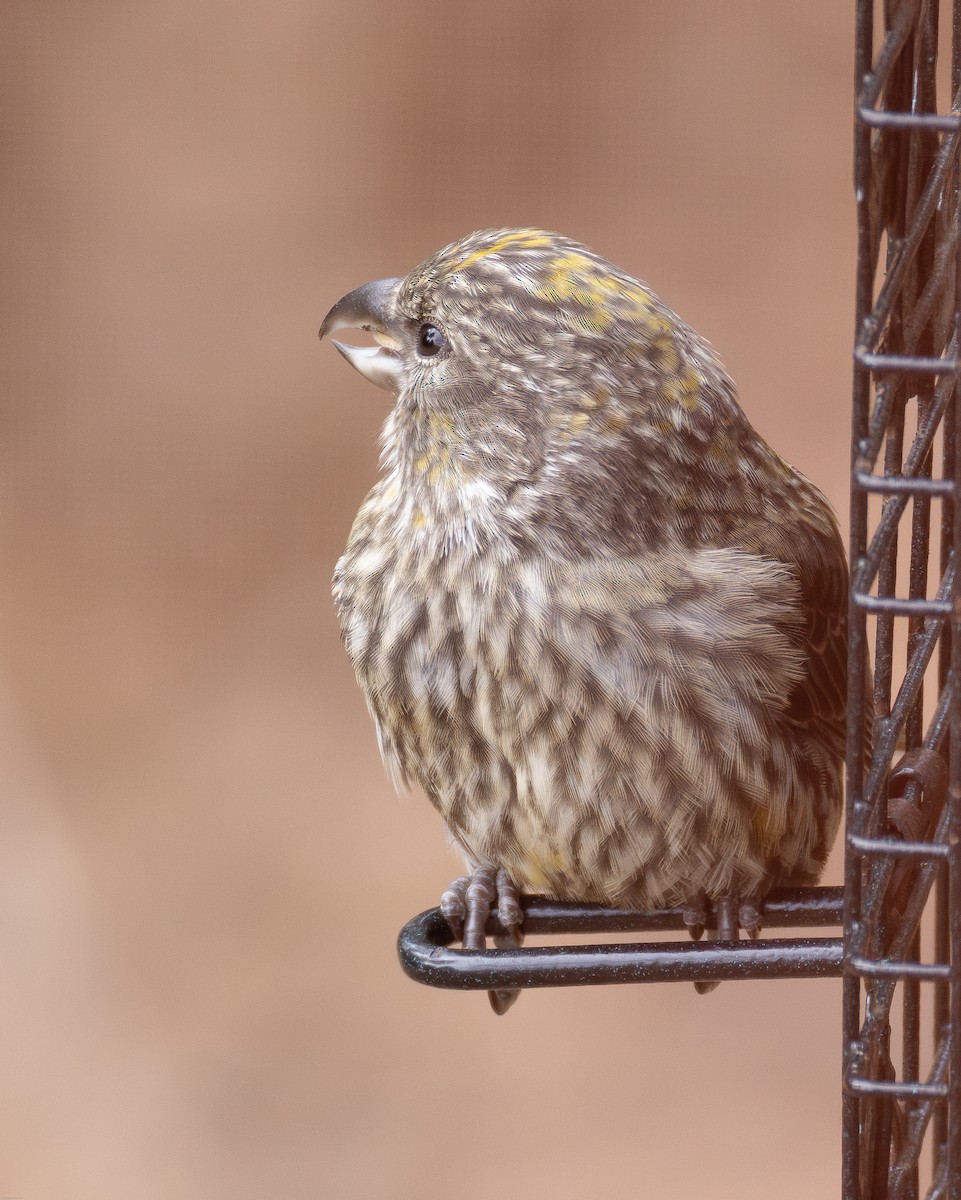 Red Crossbill - Claire Dumont