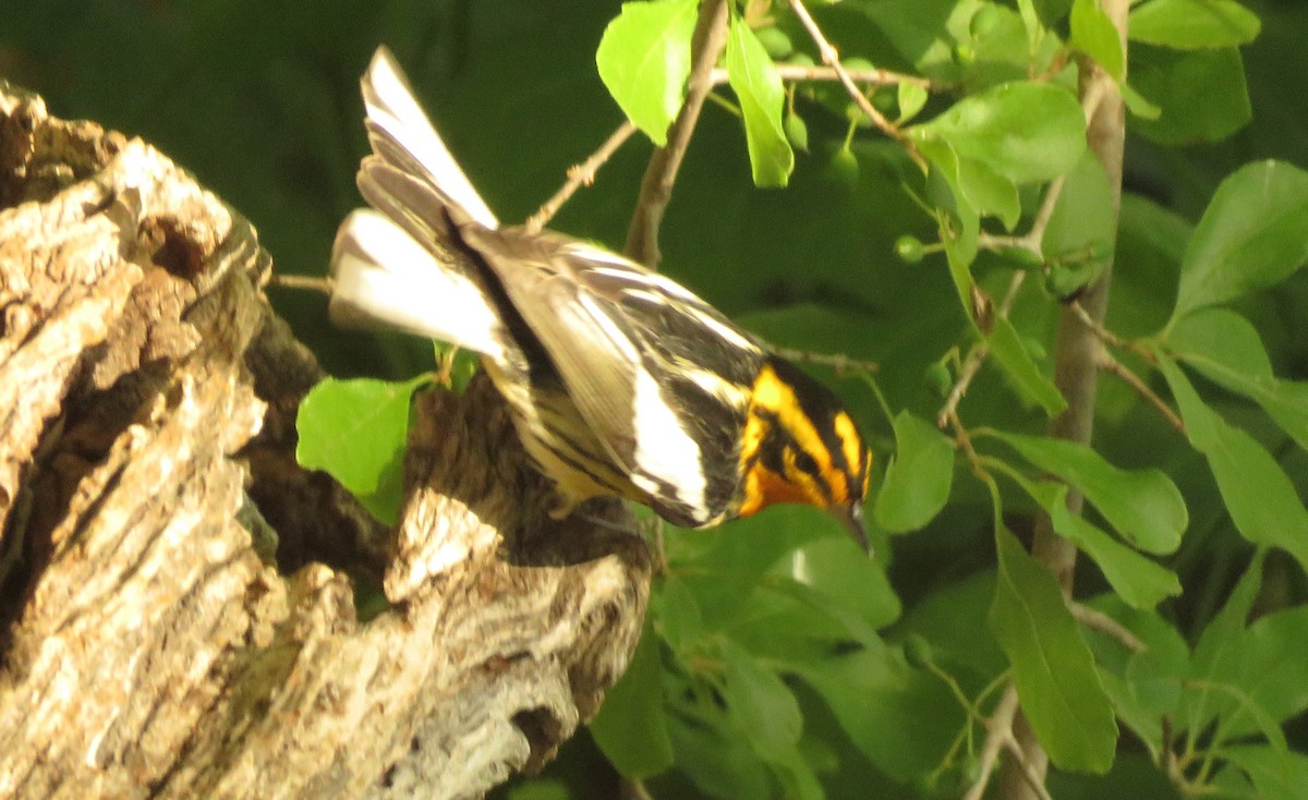 Blackburnian Warbler - ML618212678