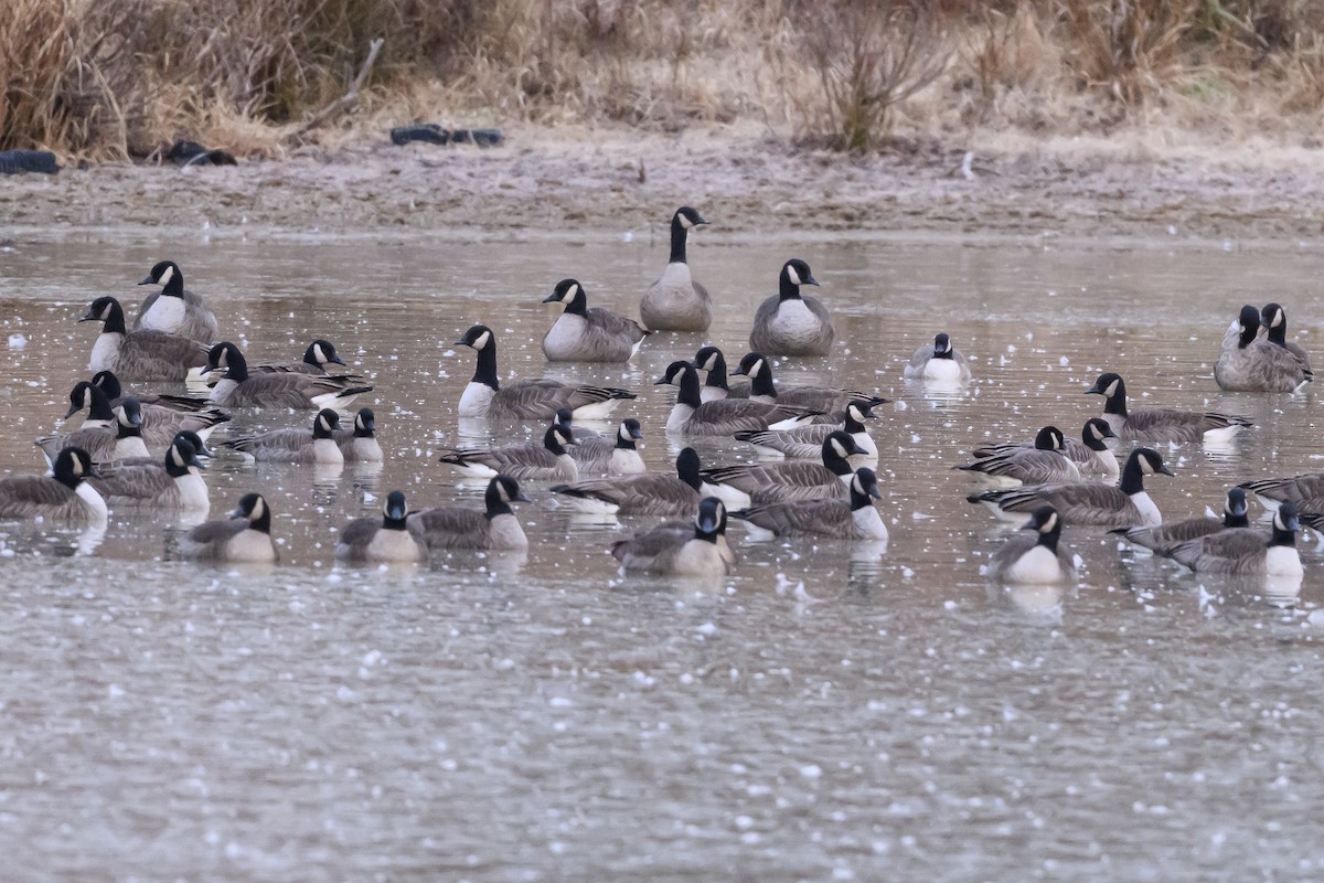 Cackling Goose - Stephen Davies