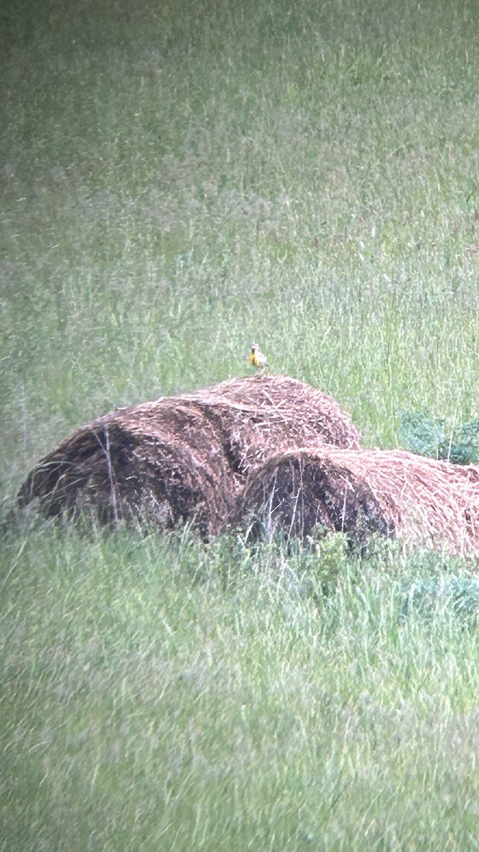 Eastern Meadowlark - Jamie Buchanan