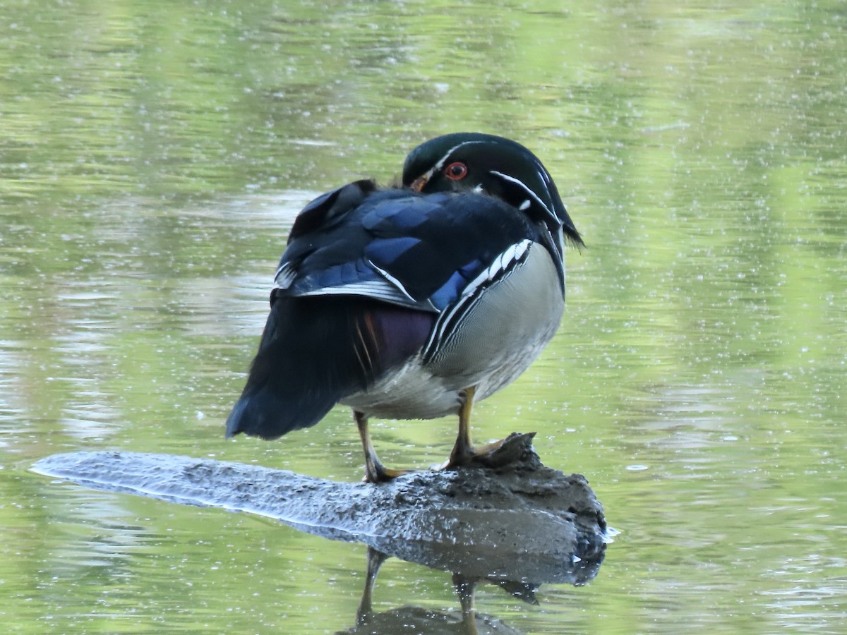 Wood Duck - Gerry Hawkins