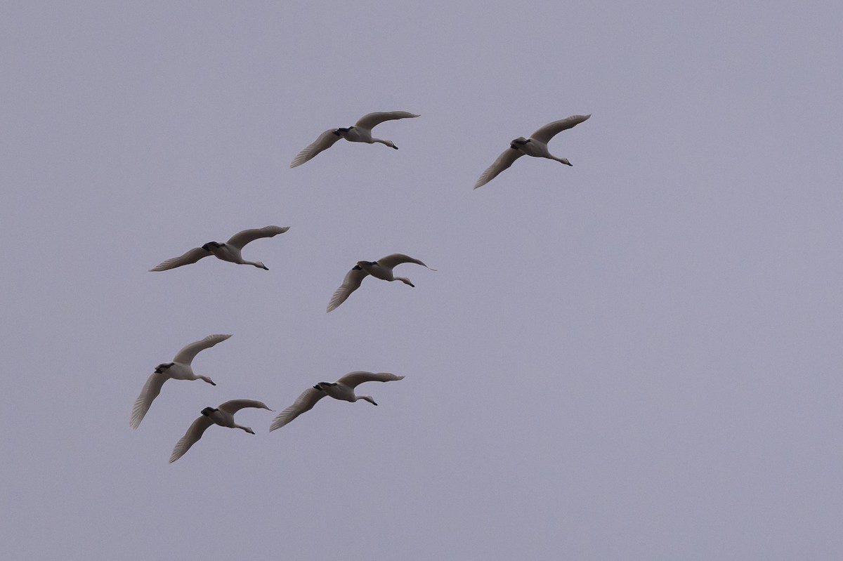 Tundra Swan - Stephen Davies