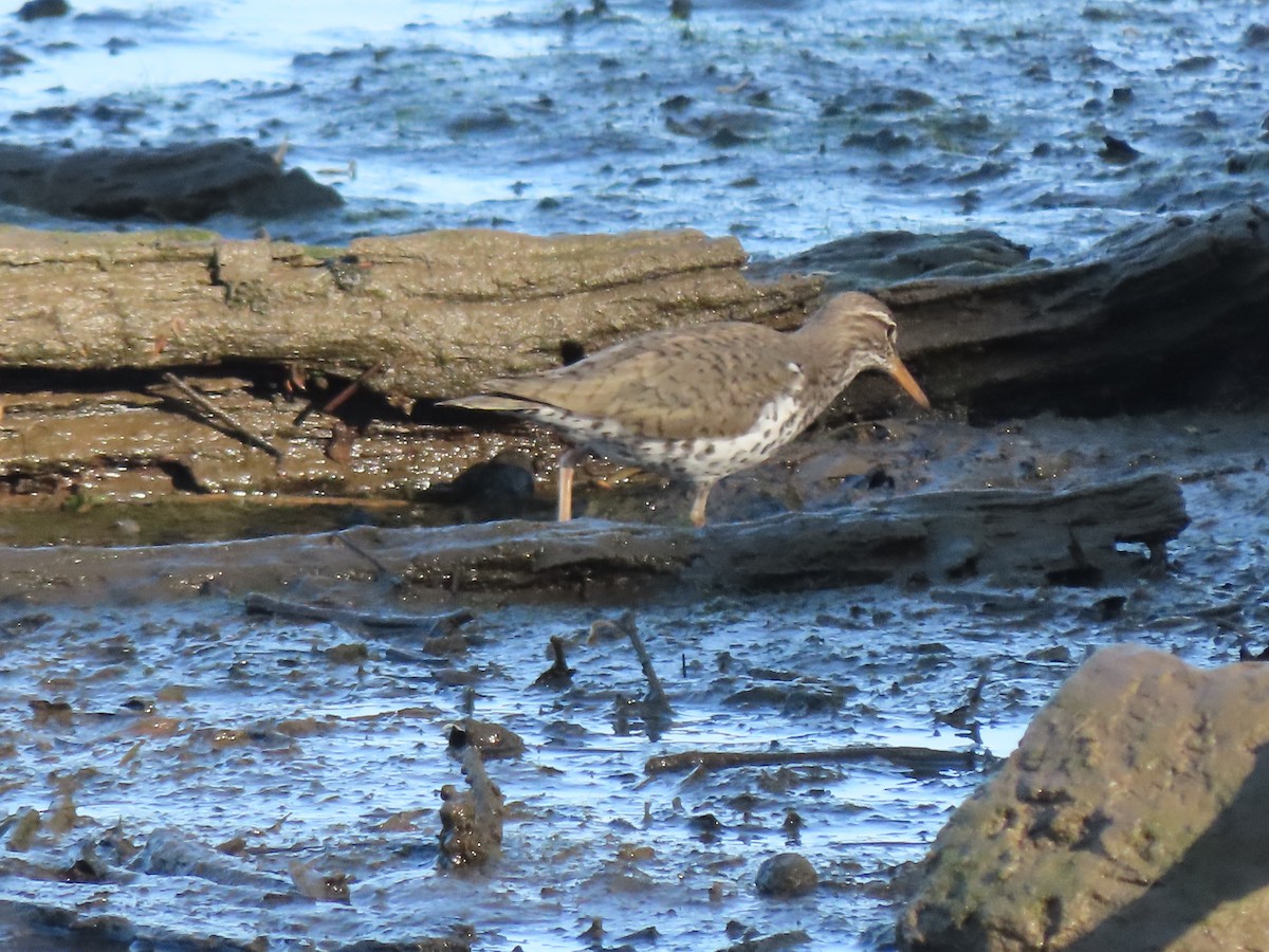 Spotted Sandpiper - Gerry Hawkins