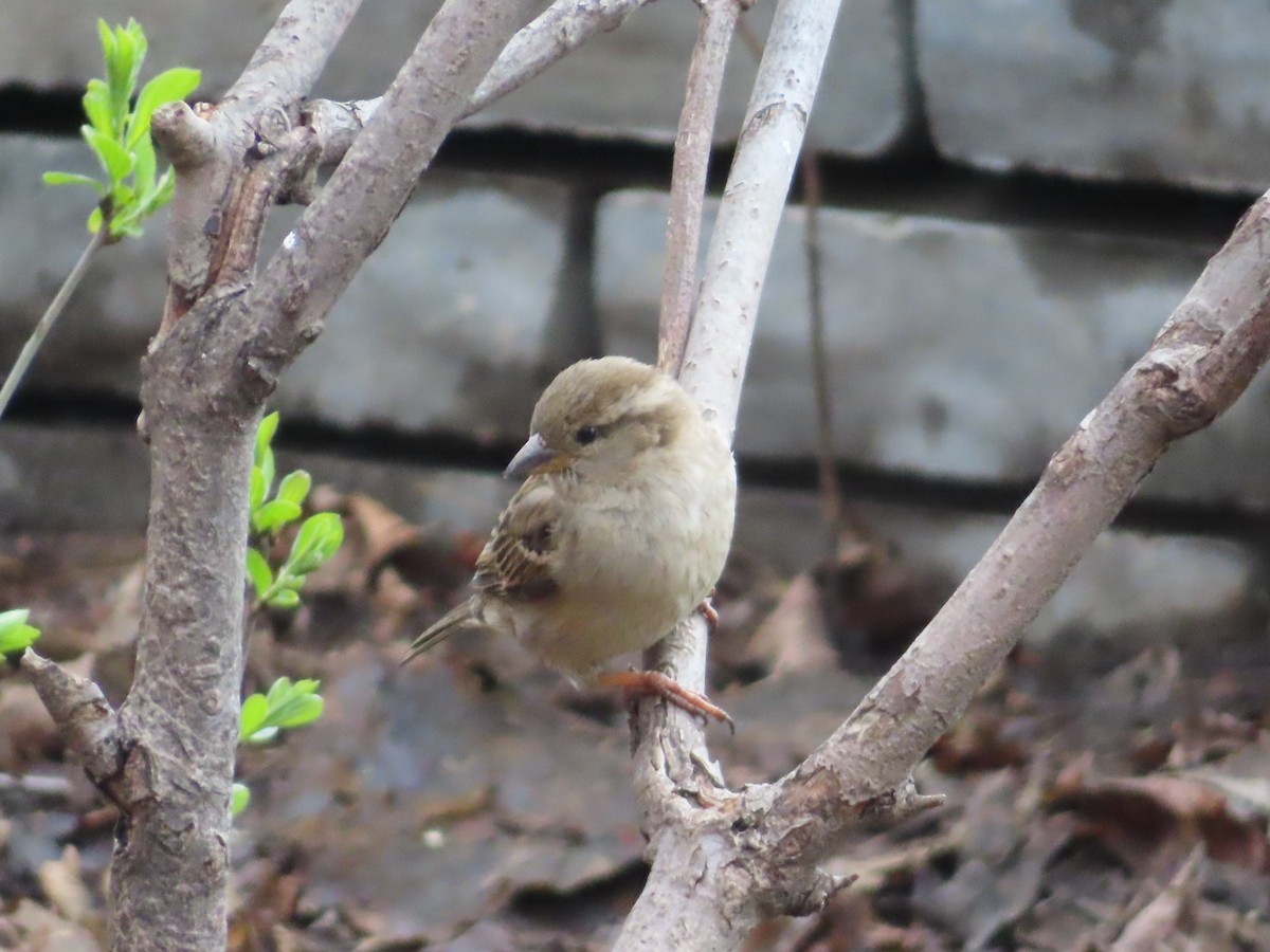 House Sparrow - Serge Benoit