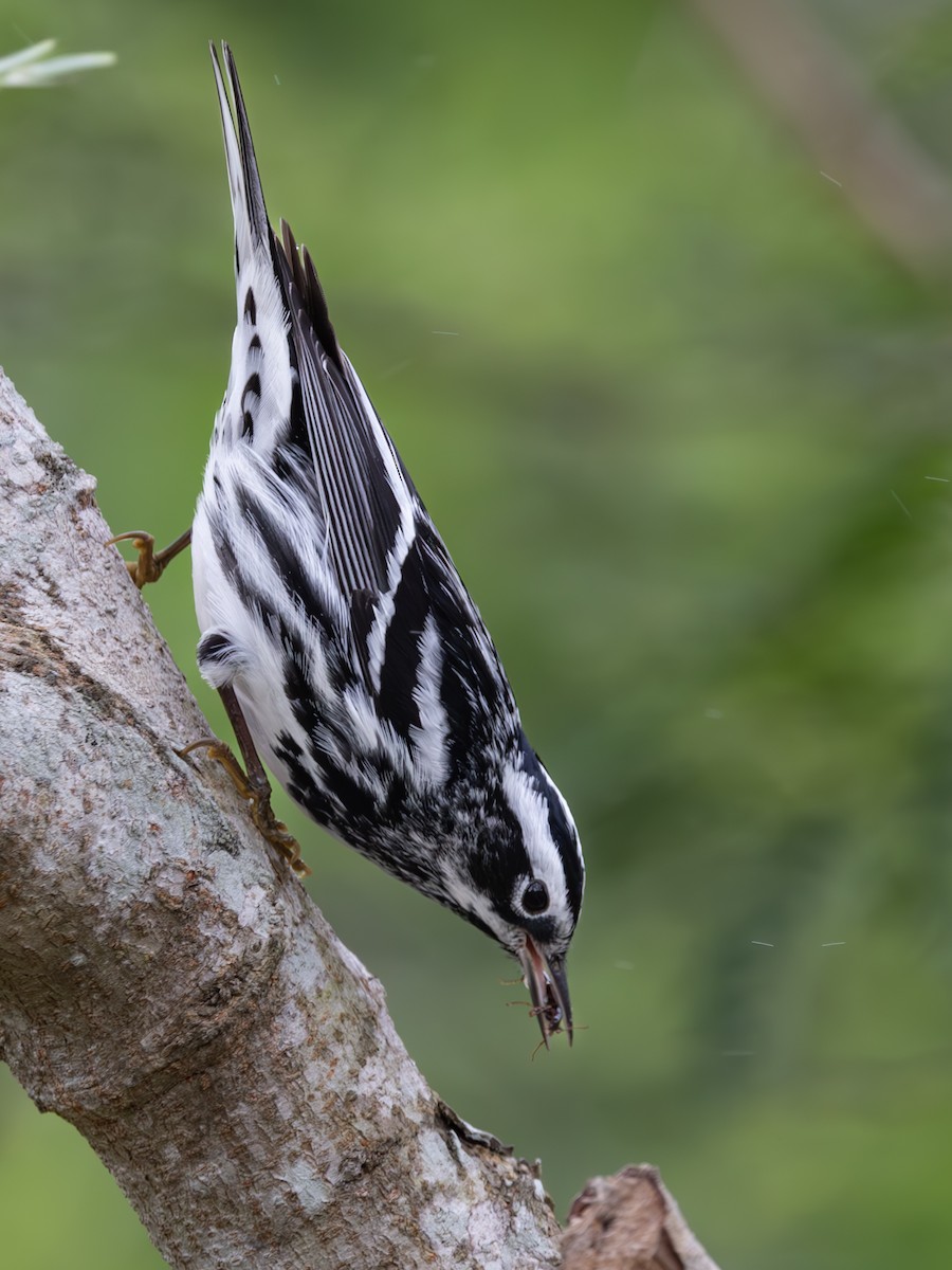 Black-and-white Warbler - Dan Ellison