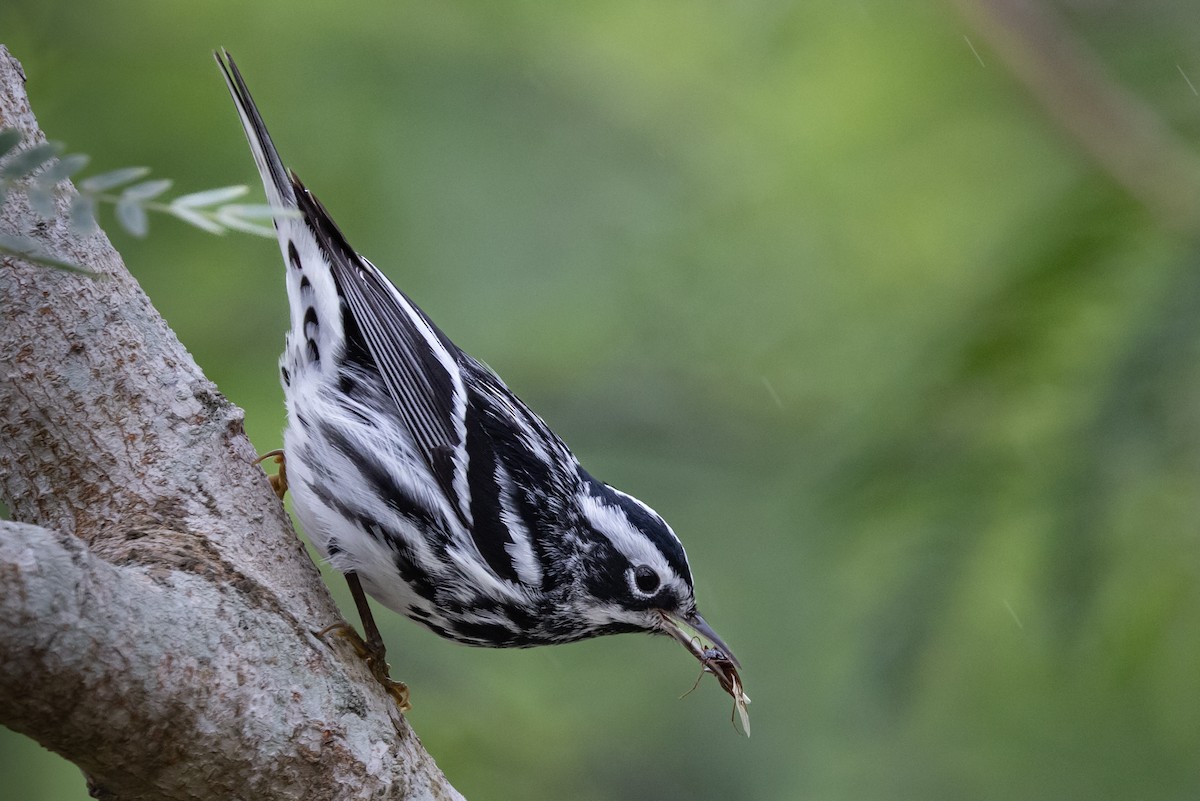 Black-and-white Warbler - Dan Ellison