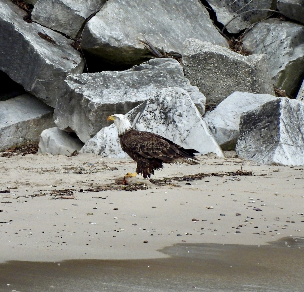 Bald Eagle - William McClellan