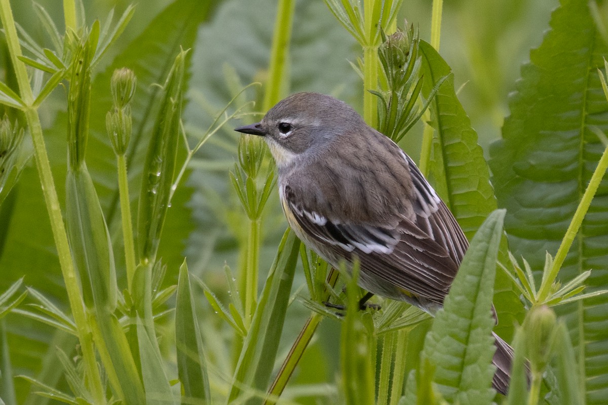 Yellow-rumped Warbler (Myrtle x Audubon's) - ML618212776