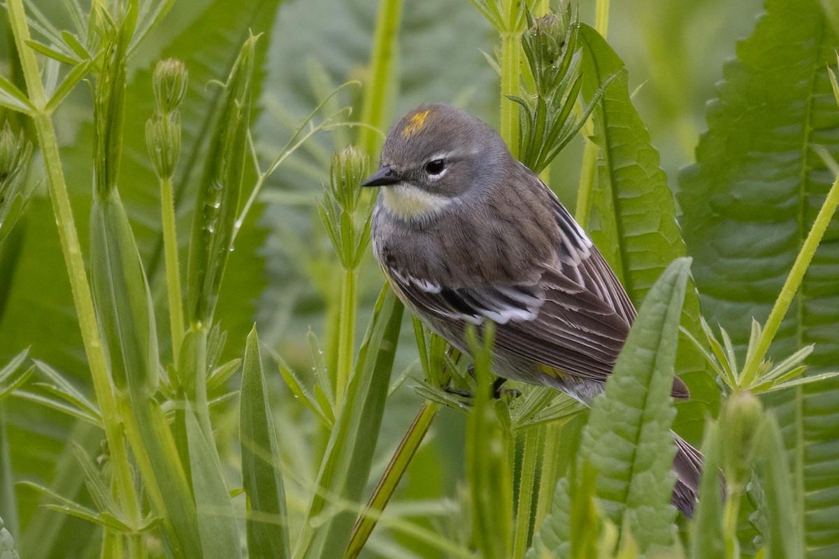 Yellow-rumped Warbler (Myrtle x Audubon's) - ML618212777