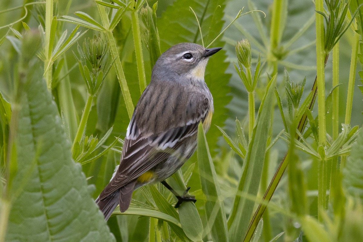 Yellow-rumped Warbler (Myrtle x Audubon's) - ML618212778