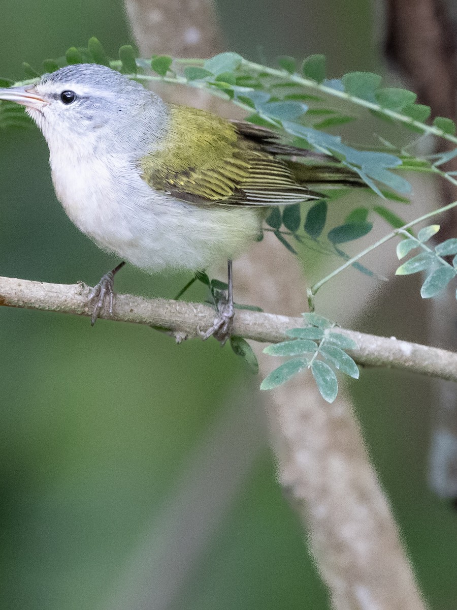 Tennessee Warbler - Dan Ellison