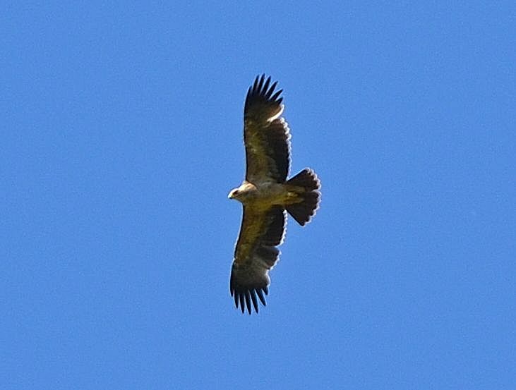 Spanish Eagle - Jesús Manuel García Luengo