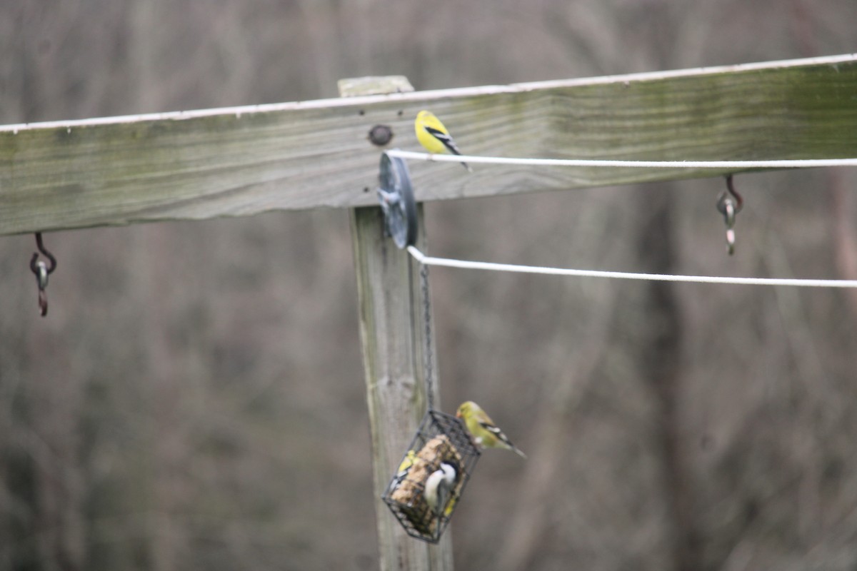 American Goldfinch - Melissa Grauel