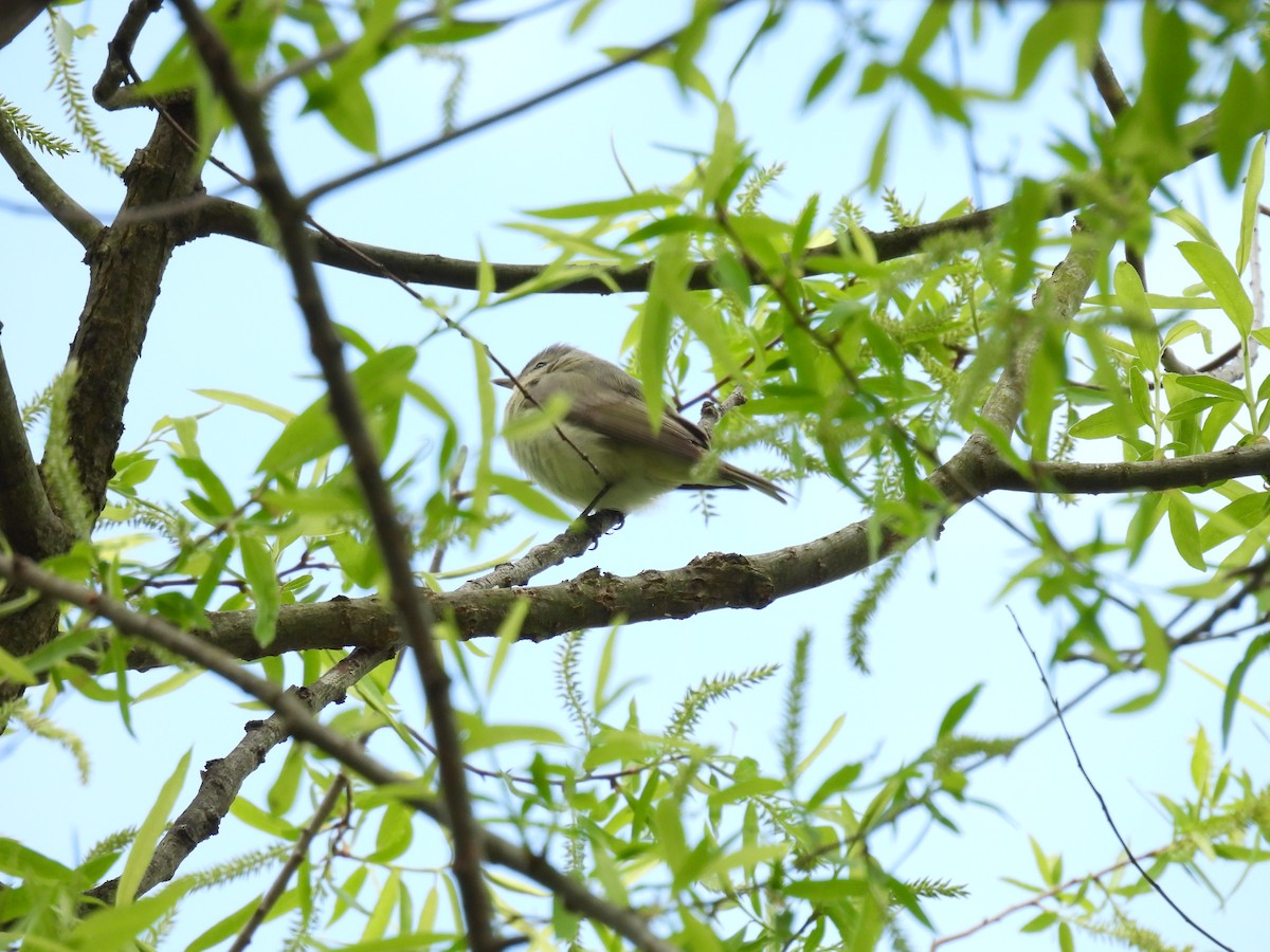 Warbling Vireo - Cynthia Nickerson