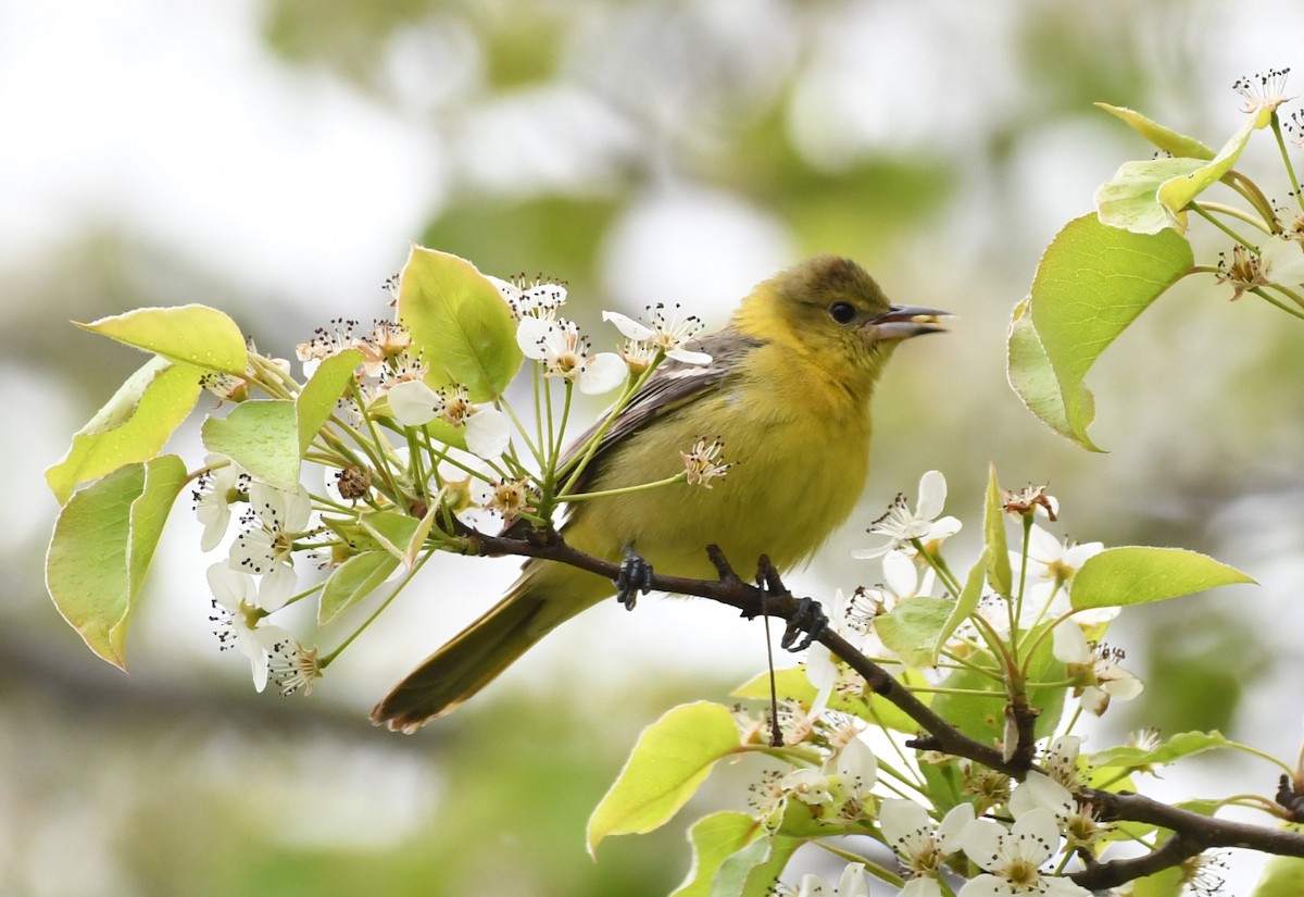 Orchard Oriole - Tim Schadel